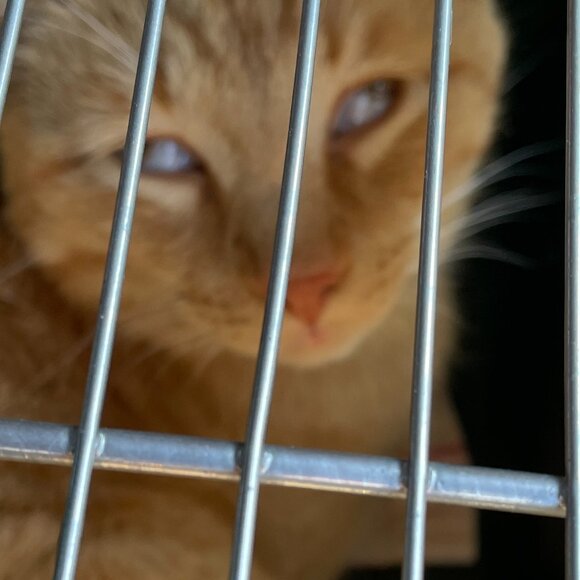 Meet your Posher - Alexis :-) - Picture 2 of 6